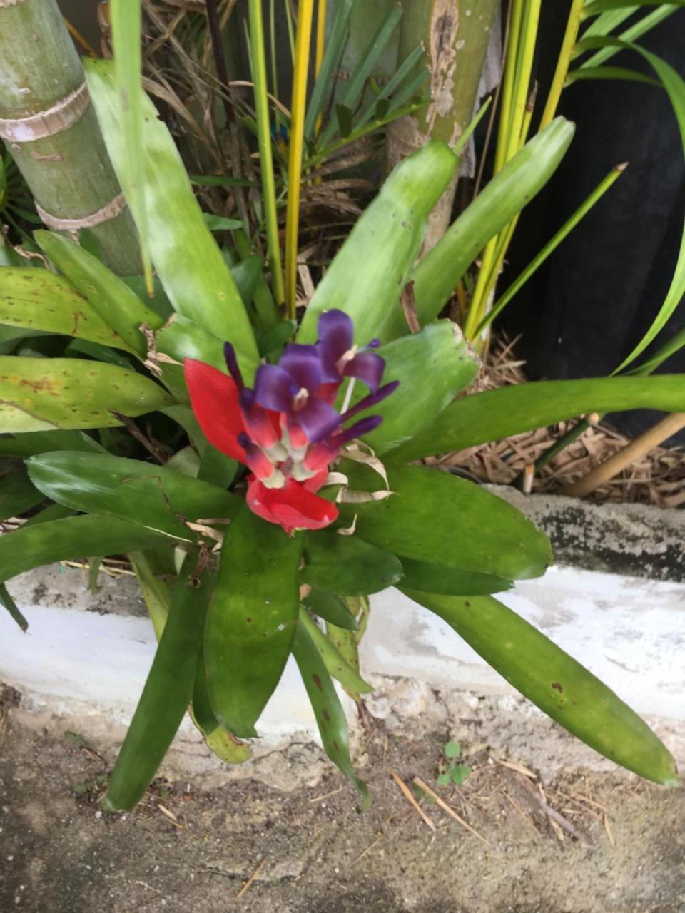 Nan Inn Bungalow Karon Luaran gambar